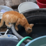 Kenapa Kucing Oren Dicap Bandel Oleh Orang