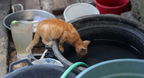 Kenapa Kucing Oren Dicap Bandel Oleh Orang