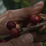 Cerita Kopi Gayo, Cerita Indonesia