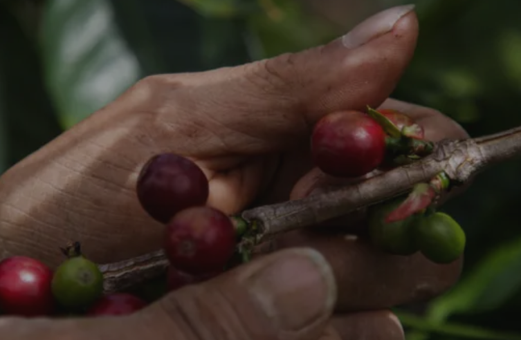 Cerita Kopi Gayo, Cerita Indonesia