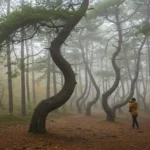 Hutan Crooked, Polandia: Fenomena Pohon Bengkok yang Misterius