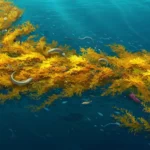 Laut Sargasso Misteri, Keunikan, dan Pelajaran Berharga dari Lautan Tanpa Pantai