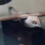 Membedah Fenomena Sakara Bird: Antara Realita, Mitos, dan Komodifikasi Sosial