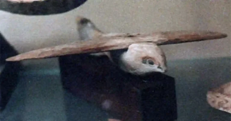 Membedah Fenomena Sakara Bird: Antara Realita, Mitos, dan Komodifikasi Sosial