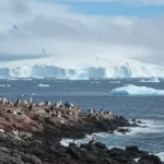 Menyibak Misteri Pulau Bouvet Surga Tersembunyi di Dekat Antartika