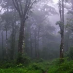 Pesona Hutan Sinharaja Mitos, Fakta, dan Masa Depan yang Terancam
