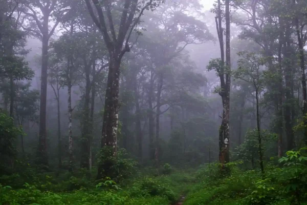 Pesona Hutan Sinharaja: Mitos, Fakta, dan Masa Depan yang Terancam Pesona Hutan Sinharaja Mitos, Fakta, dan Masa Depan yang Terancam
