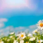Satu Minggu Lagi untuk Memanfaatkan Promosi ‘Chase the Spring Sunshine’ dari Zula Casino
